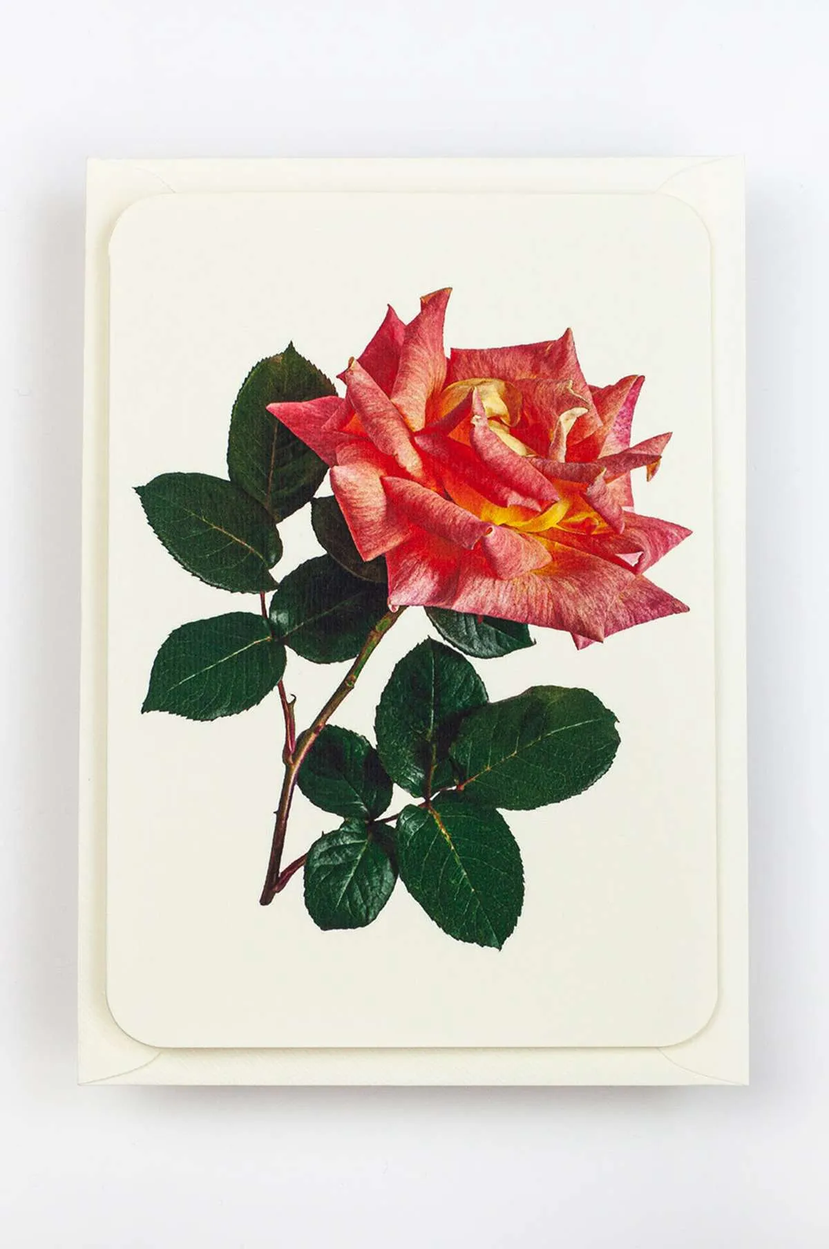 English Garden Roses Set of 6 Notecards