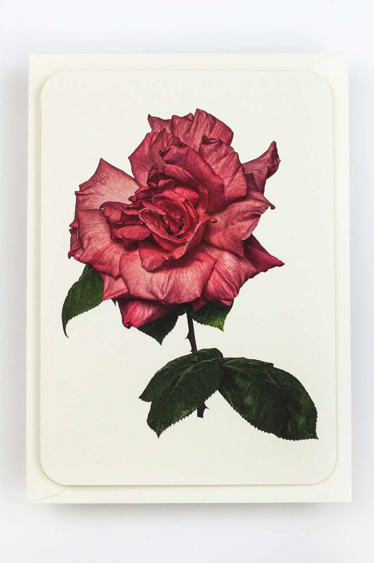 English Garden Roses Set of 6 Notecards