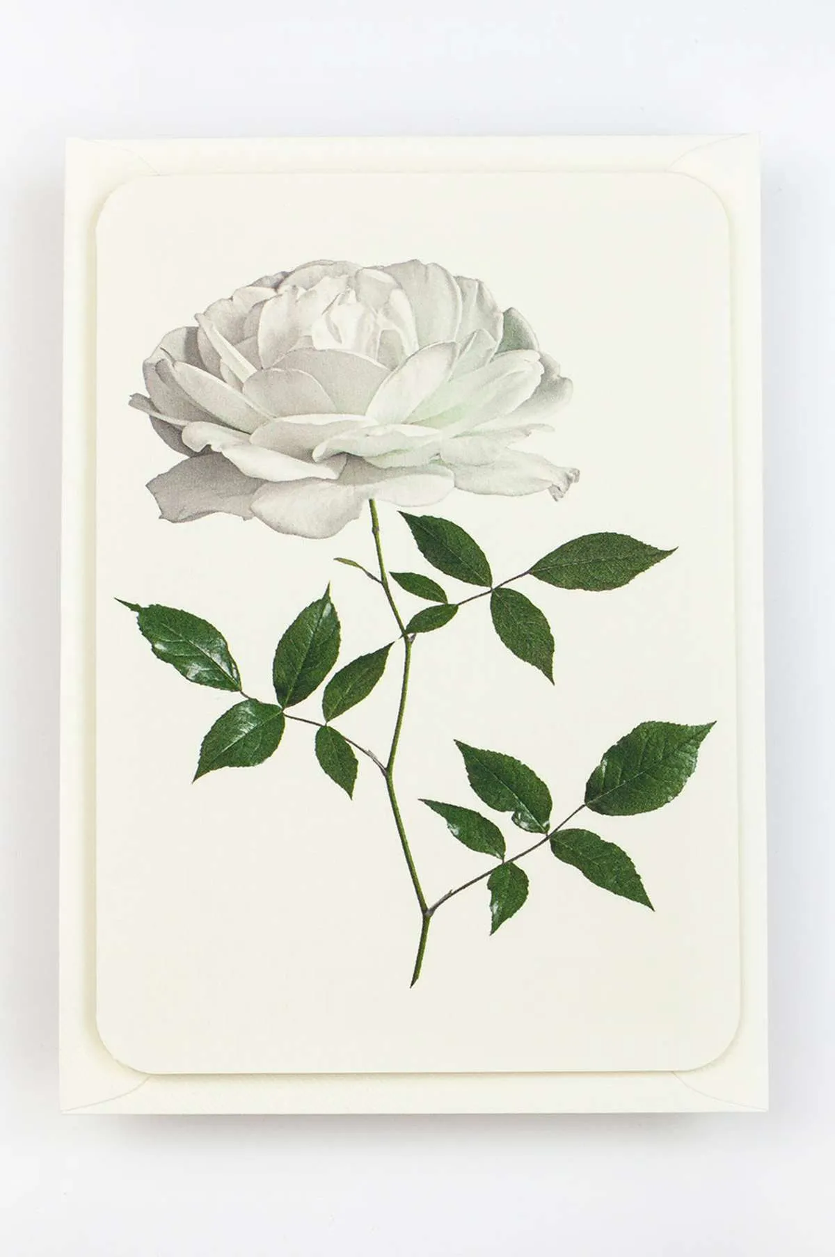 English Garden Roses Set of 6 Notecards